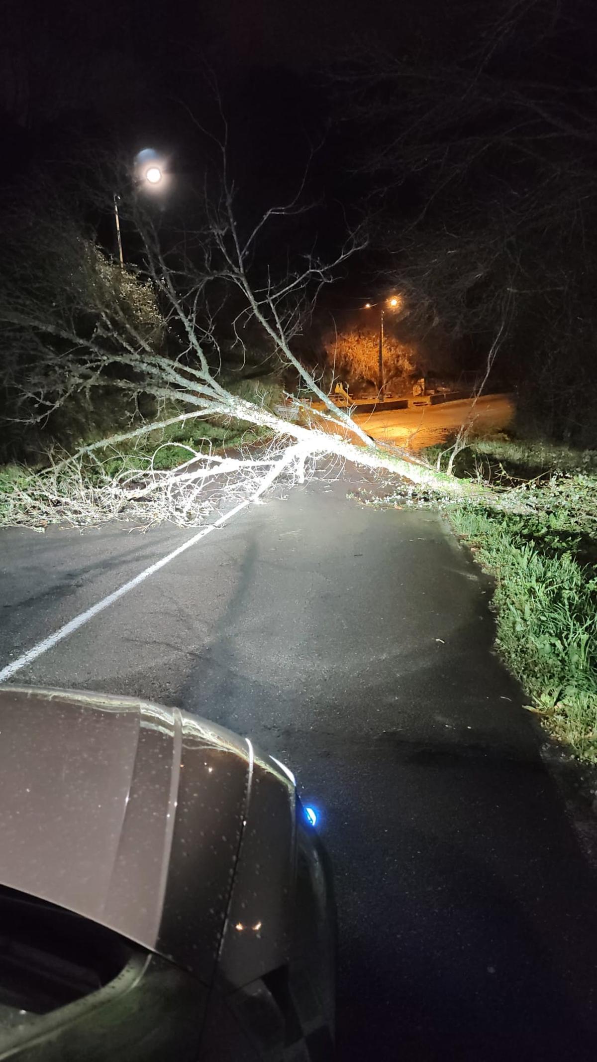 El árbol que cayó en el lugar de O Río, en la parte alta de la parroquia de Cela, en Bueu.