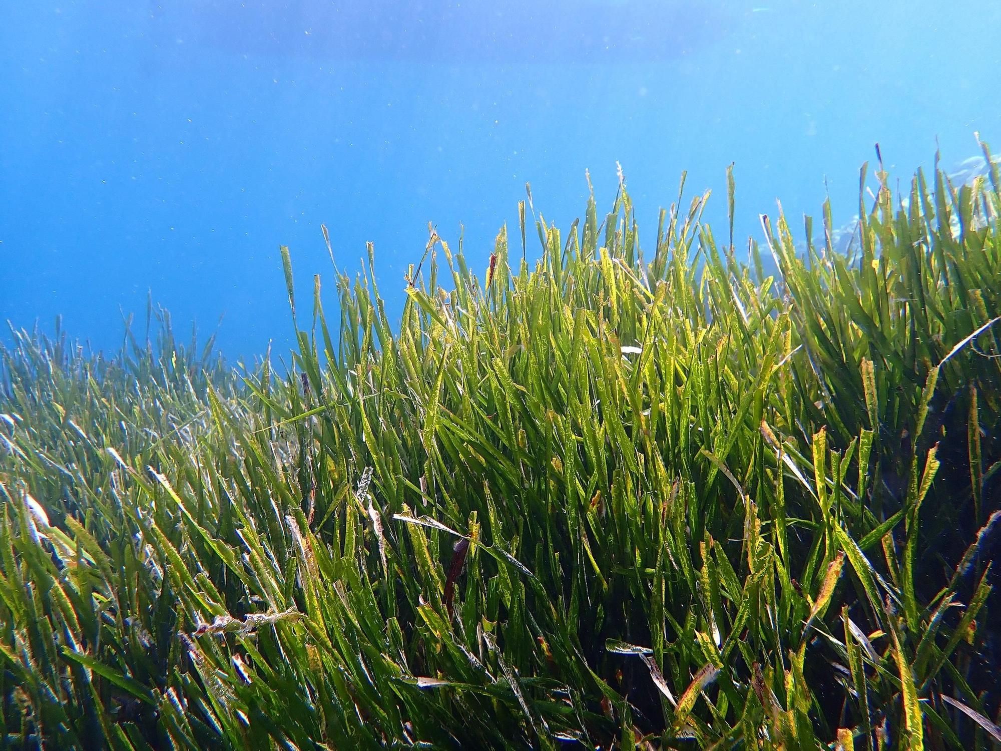 Posidonia oceanica.