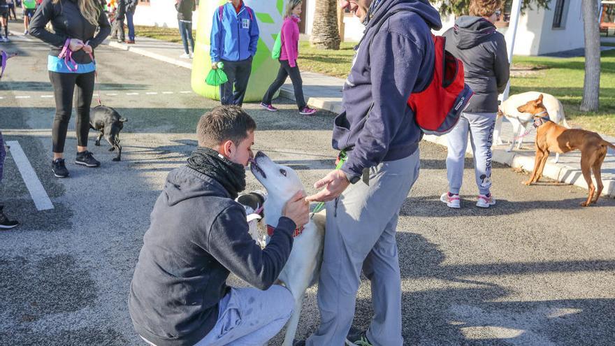 Un centenar de perros participan junto a sus dueños en el Canicross Solidario de Orihuela