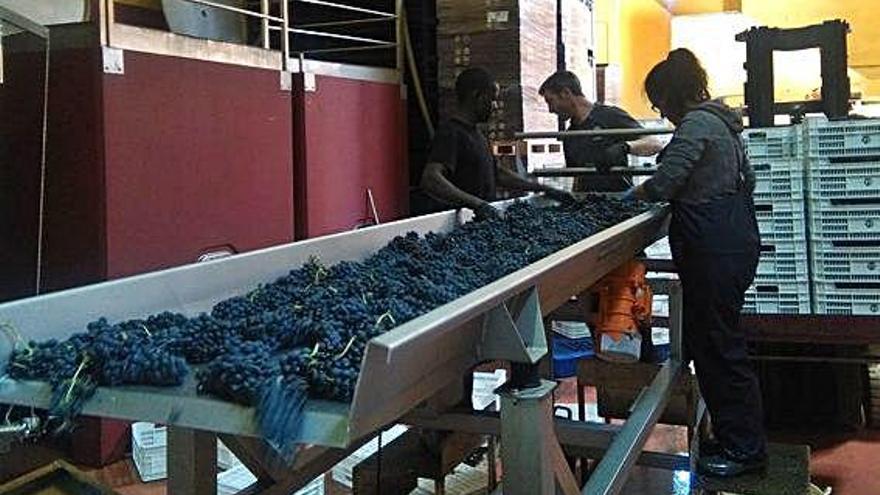 Manejo de la uva tinta de Toro en una bodega del alfoz.