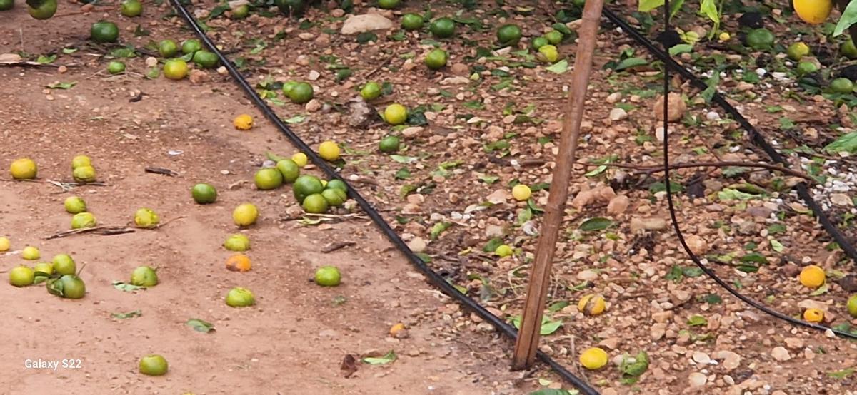 Dana Valencia: AVA advierte de pérdidas millonarias en el campo por las ...