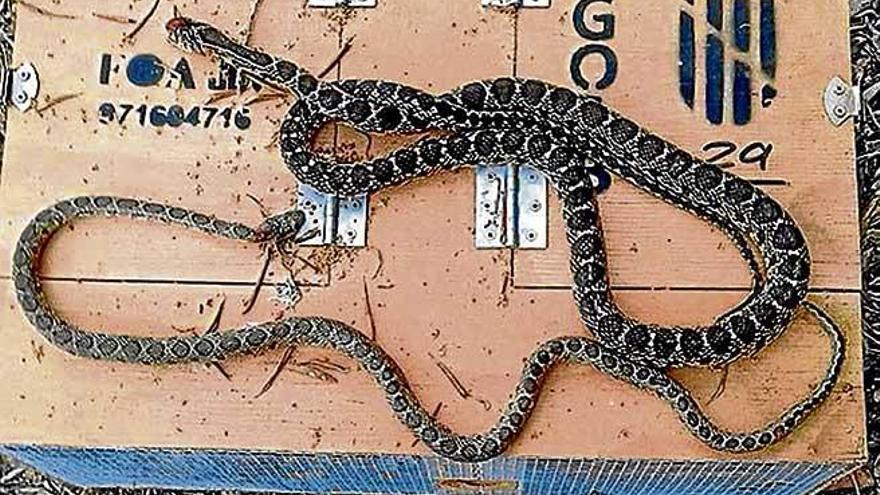 Las serpientes de herradura han causado ya numerosos problemas en el Llevant.