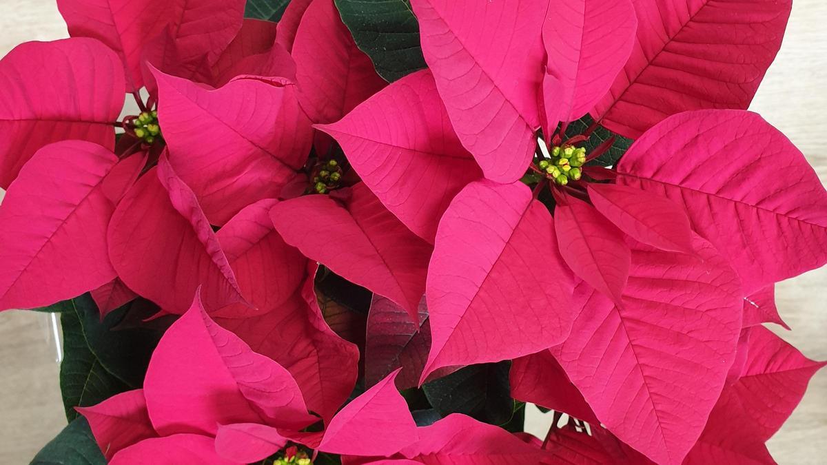 La flor de Pascua con la que el Ayuntamiento obsequia a los vecinos.