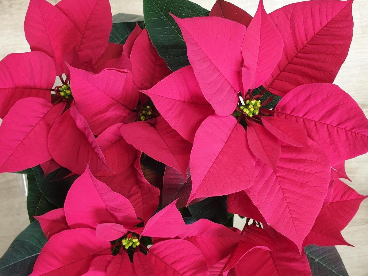 La flor de Pascua con la que el Ayuntamiento obsequia a los vecinos.