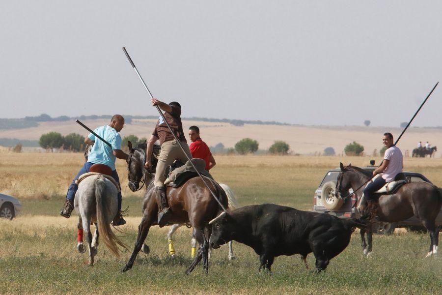 Fiestas en Zamora: Encierro en Villalpando