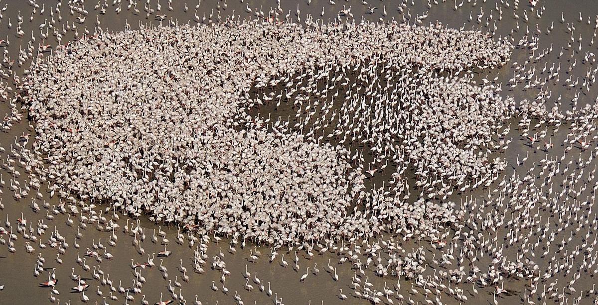 Bandada de flamencos en Doñana, una imagen cada vez más difícil de ver.