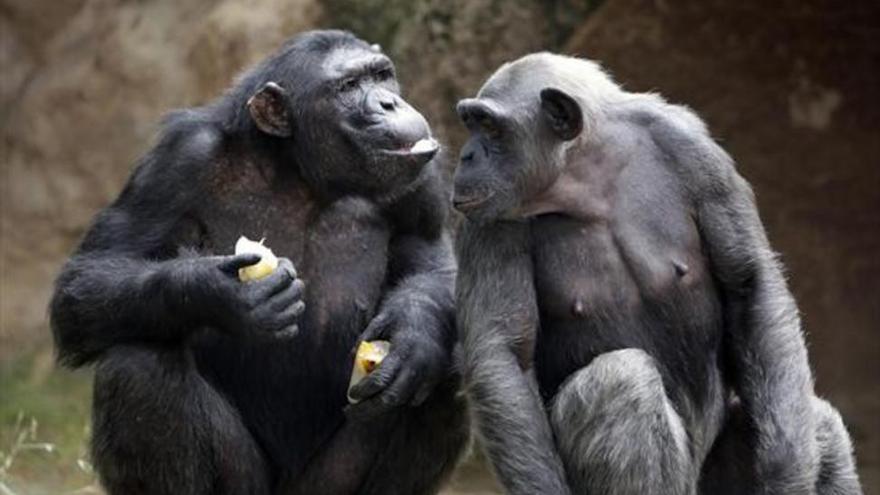 Los chimpancés alertan a sus amigos cuando perciben peligros