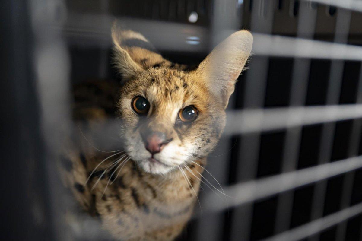 Imagen de un serval