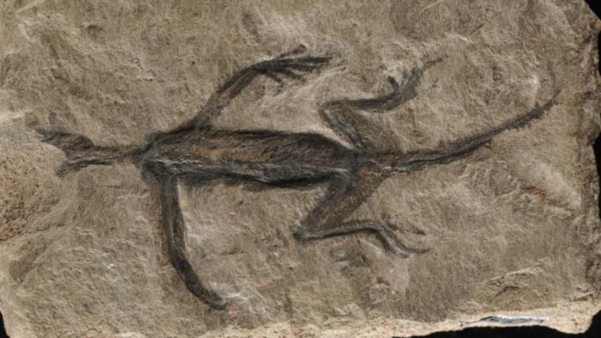 Imagen del fósil de reptil hallado en los Alpes y que, hasta ahora, se creía de 280 millones de años.