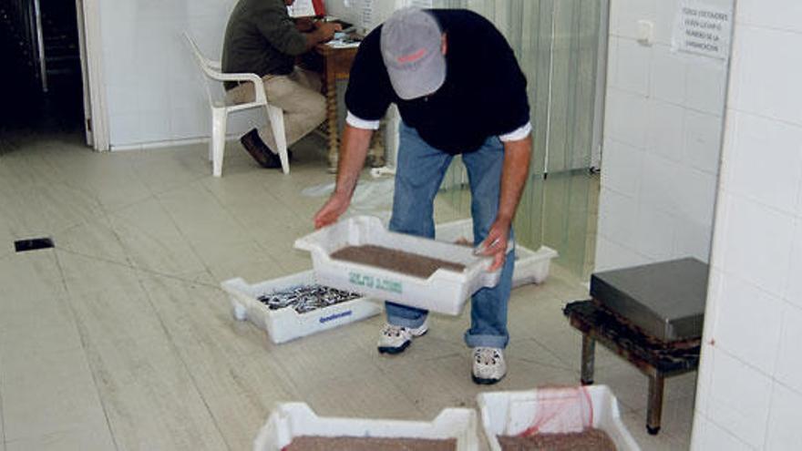 Varios operarios manipulan cajas de jonquillo destinadas a ser subastadas en la lonja.