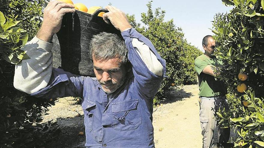 17 municipios de Castellón se movilizan para «frenar» la entrada de cítricos de Sudáfrica