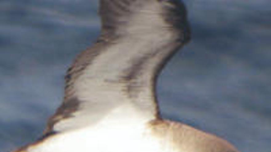 Imagen de una pardela en pleno vuelo.