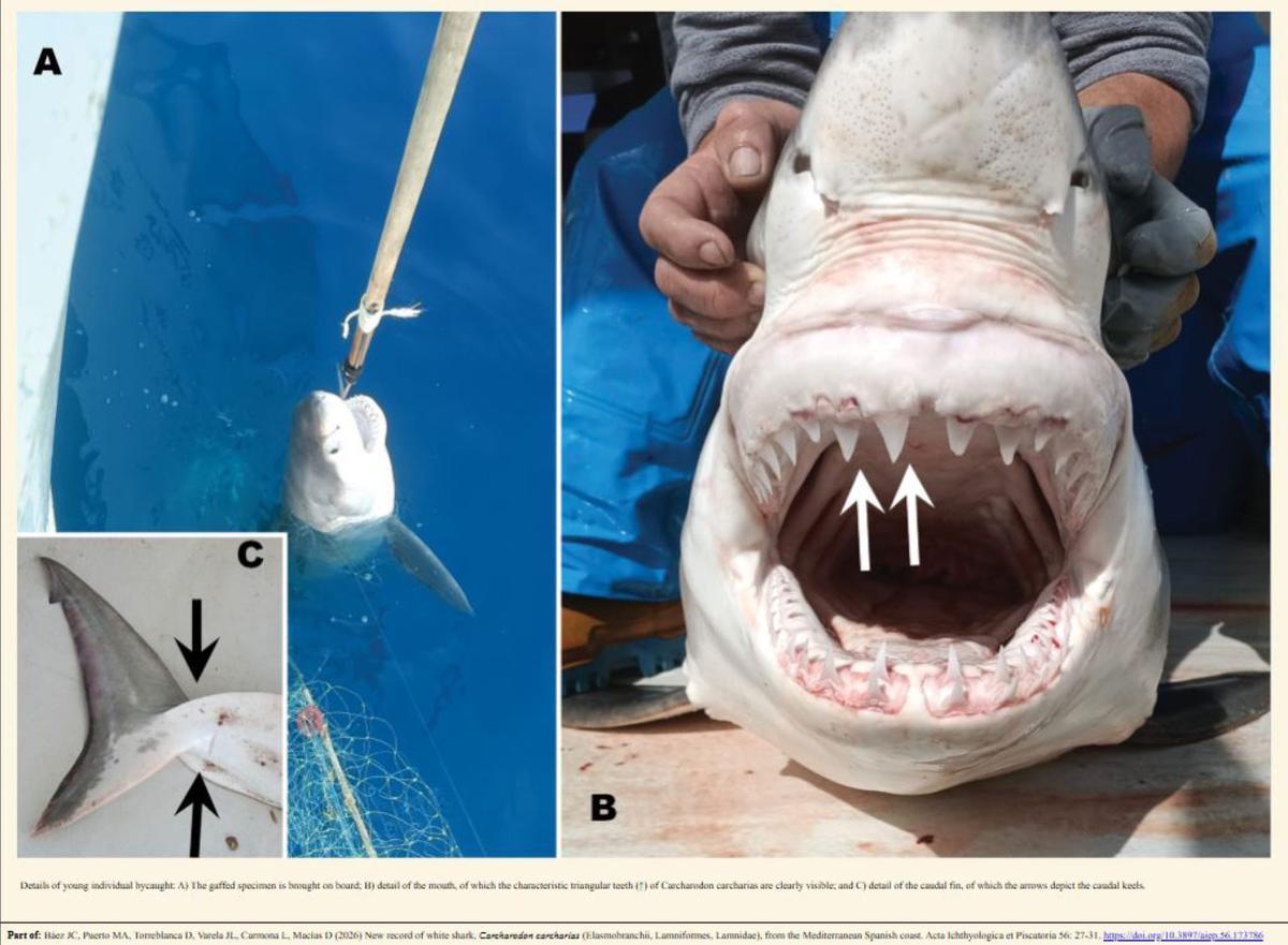 Imagen del ejemplar capturado en aguas de Xàbia.