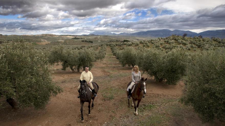 Paquetes turísticos. En ellos se invita a conocer los campos olivareros en paseos a pie, en bicicleta de montaña, en todoterrenos o a caballo...