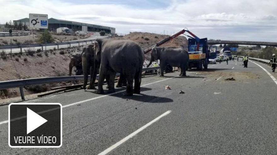 S&#039;accidenta un camió carregat d&#039;elefants i queden lliures per una autovia
