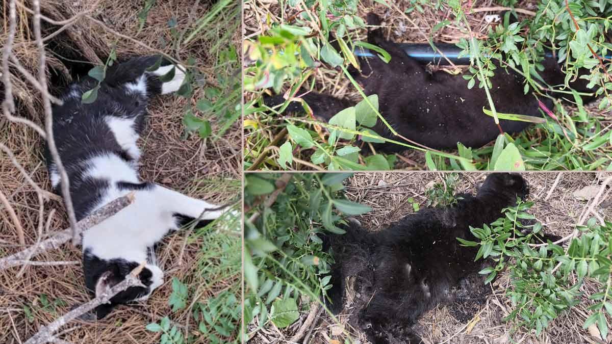 Algunos de los gatos hallados muertos en Orpesa.