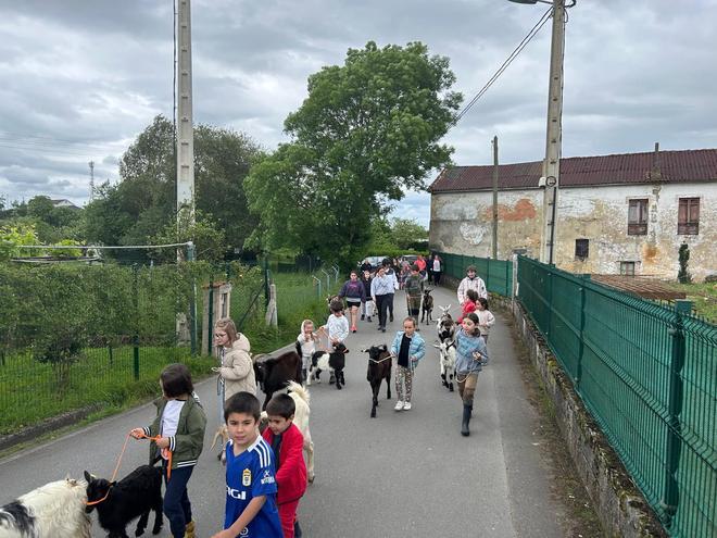 En imágenes: ensayo de "pequemanejadores" con cabras en Llanera para San Isidro