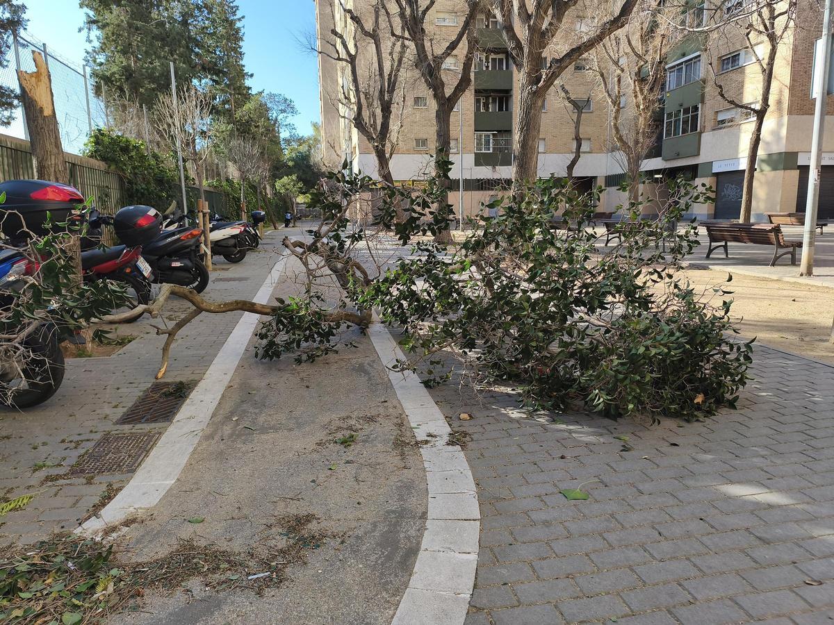 Árbol caído por el temporal Nils en el barrio de Bellvitge de l'Hospitalet