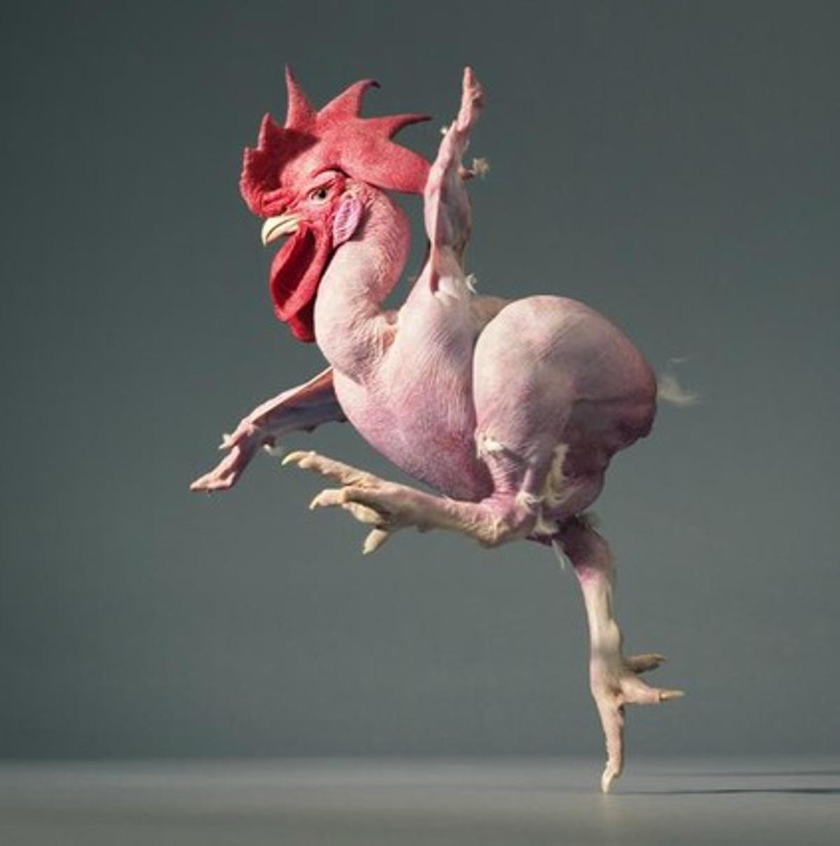 Imatge de ’More than human, de Tim Flach.