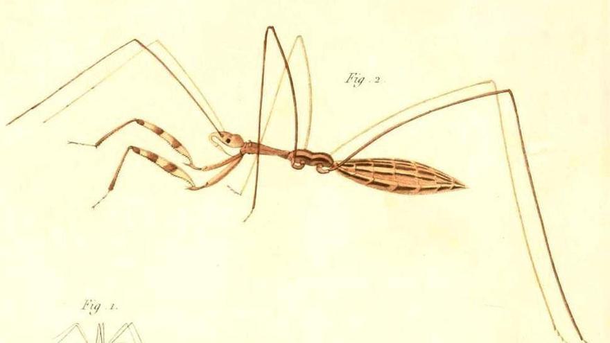 Empicoris Gloria, la chinche en cuestión.