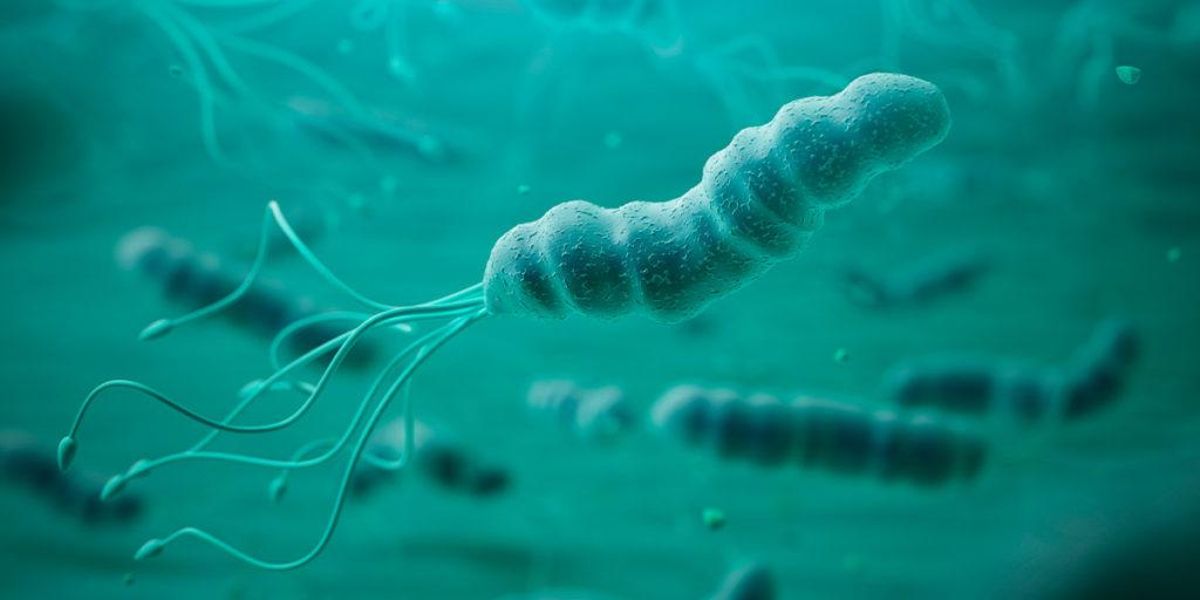 L'helicobacter pylori, vist a través d'un microscopi.