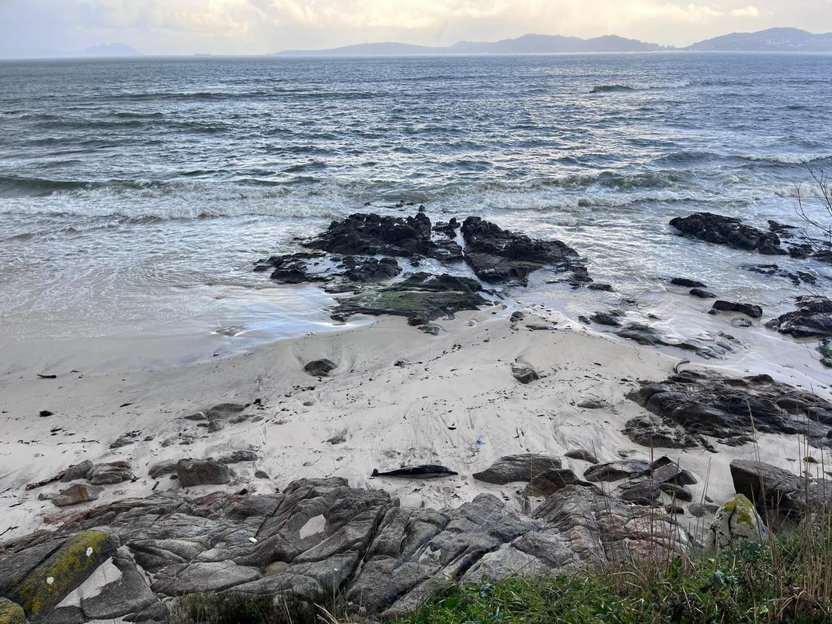 Vista de la playa de Fechiños con el cadáver del delfín en primer término.