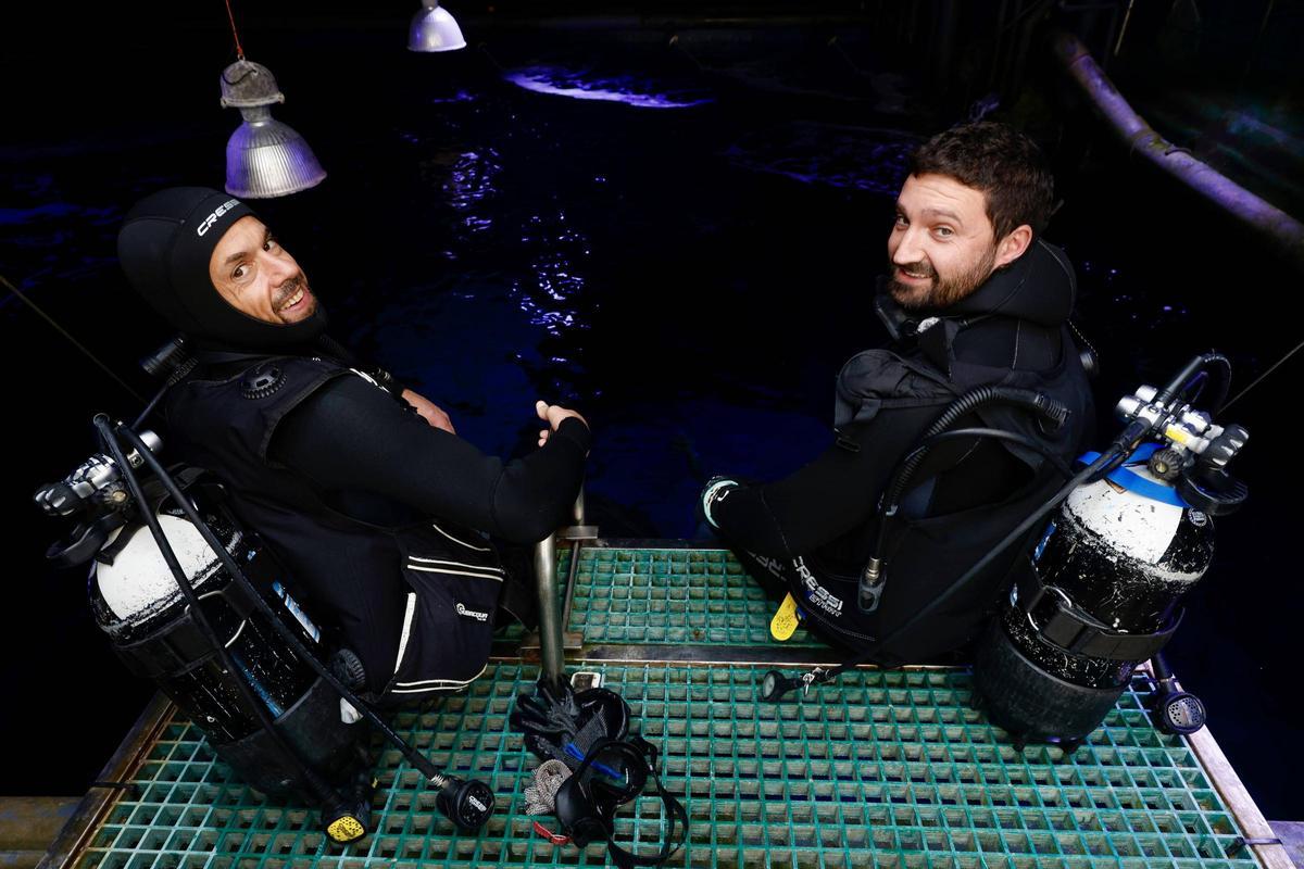 Los tiburones "Currín" y "Elisa", grandes reclamos del Acuario de Gijón (en imágenes)
