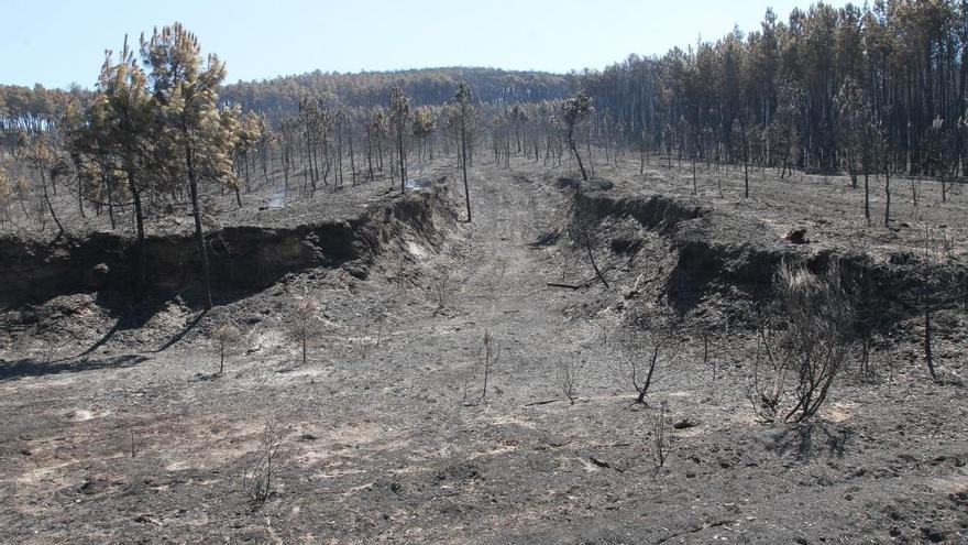 Monte devastado por el fuego en Verín. // I. Osorio