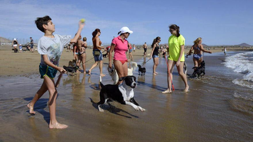 San Bartolomé aprueba la moción del PP para que haya duchas para perros en la playa