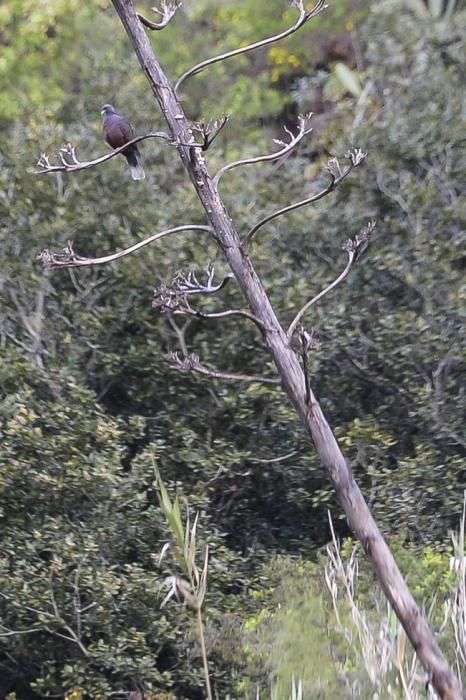 SUELTA DE PALOMAS RABICHE