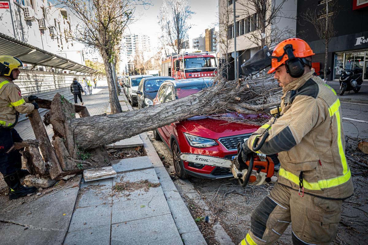 Un árbol caído tras el fuerte vendaval, en la calle de Llull, en Sant Adrià del Besòs, el 17 de enero del 2023.
