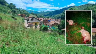El bello valle de Mieres que ha estallado tras la última "escabechina" del lobo: "Así es imposible vivir en los pueblos"