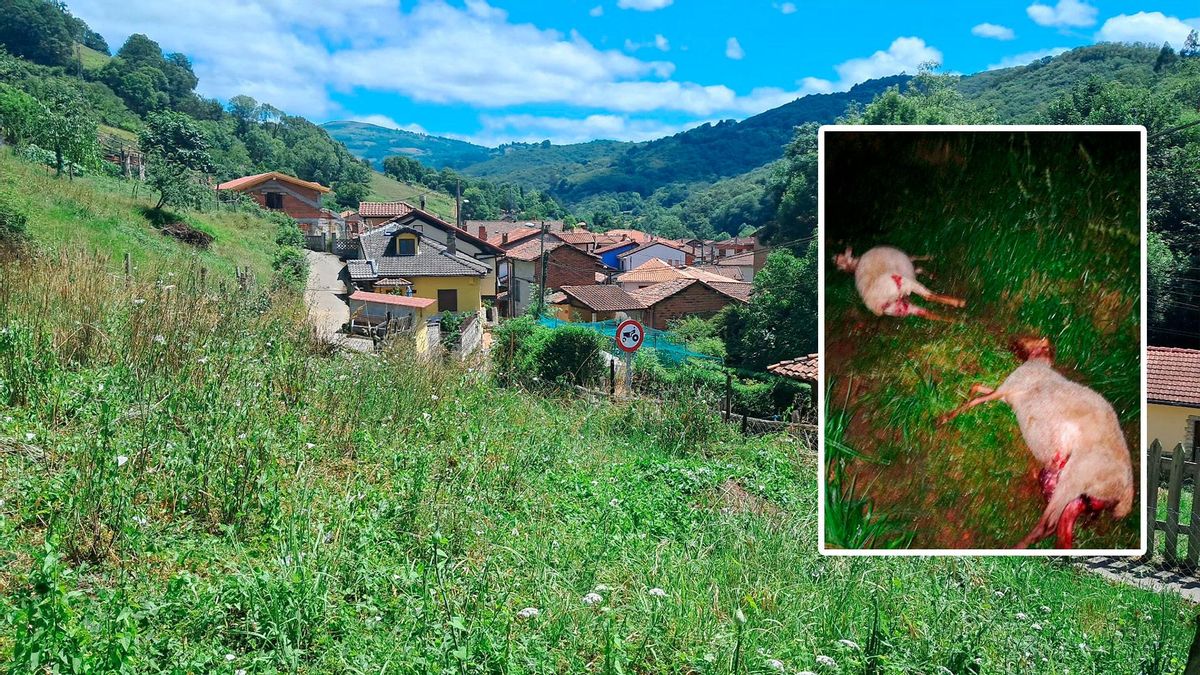 La finca donde se produjo el reciente ataque de los lobos, con dos de las ovejas muertas en el recuadro.