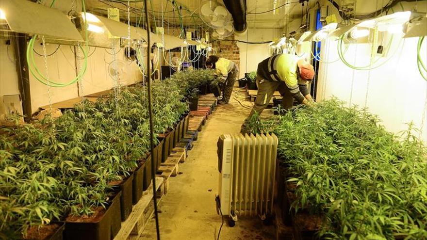 La policía descubre 620 plantas de marihuana en una nave industrial