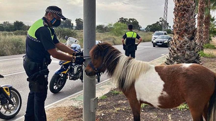 Poni abandonado junto al barranco del Juncaret, en Alicante, el pasado mes de junio  | RAFA ARJONES