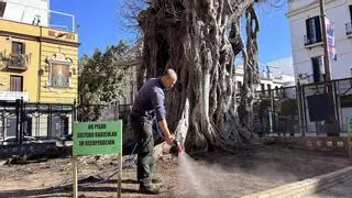 Nuevo tratamiento sobre el ficus de San Jacinto para que crezca