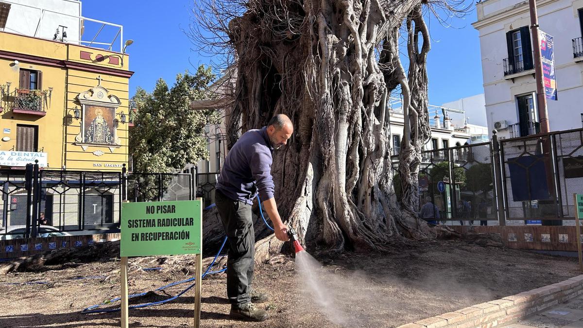 El Ayuntamiento aplica micorrizas al Ficus de San Jacinto para favorecer el crecimiento de sus raíces.