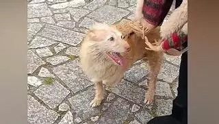 Paquiño es un perro de Moaña sin una pata que necesita una prótesis: «Se cae»