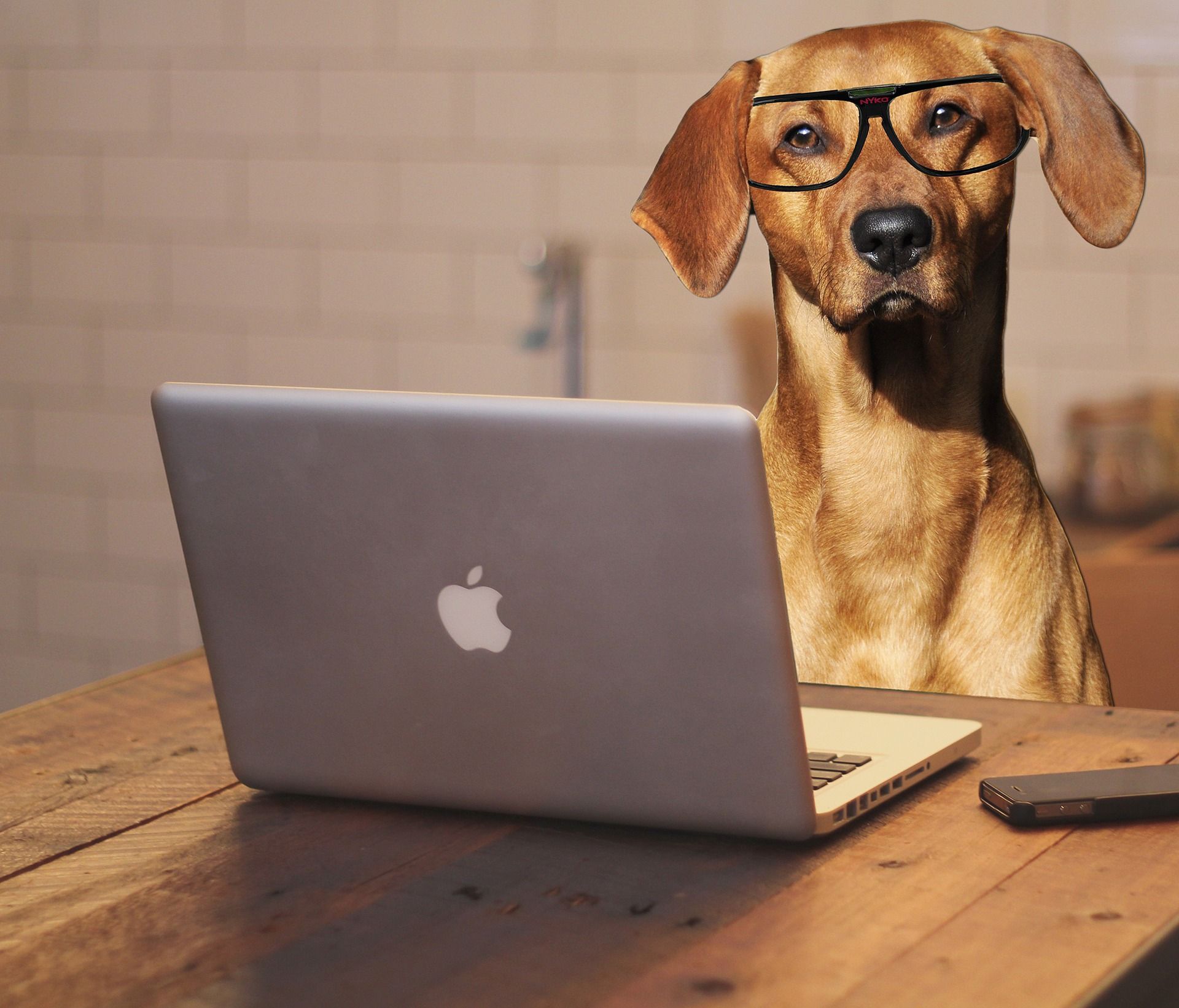 DÍA MUNDIAL DE LLEVAR EL PERRO AL TRABAJO | Estos son algunos de los beneficios para ti y tu mascota