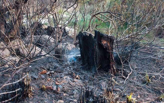 Pollença nach dem Waldbrand