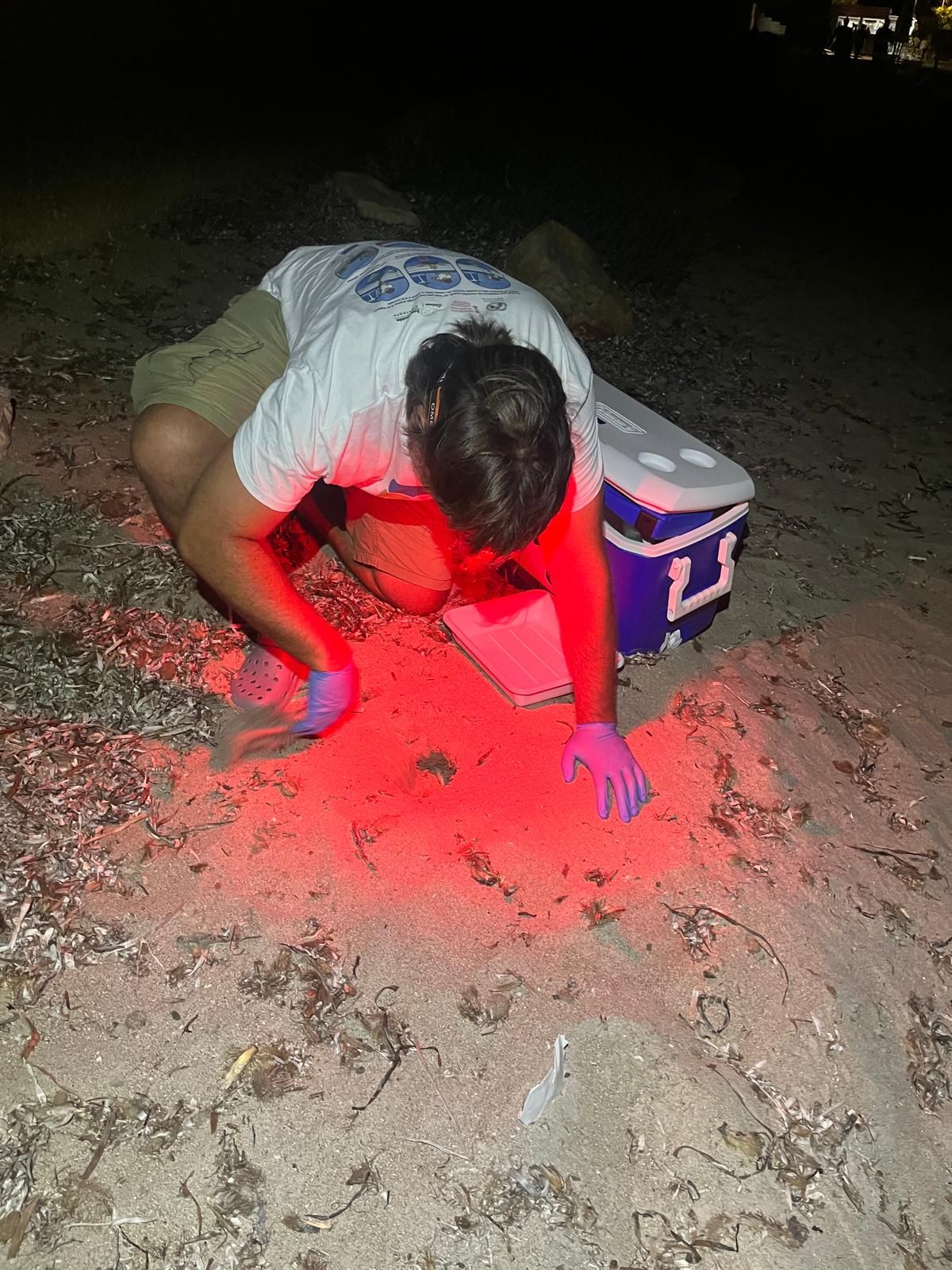 El milagro de la vida en una playa de Dénia: las imágenes del nacimiento de 98 tortugas