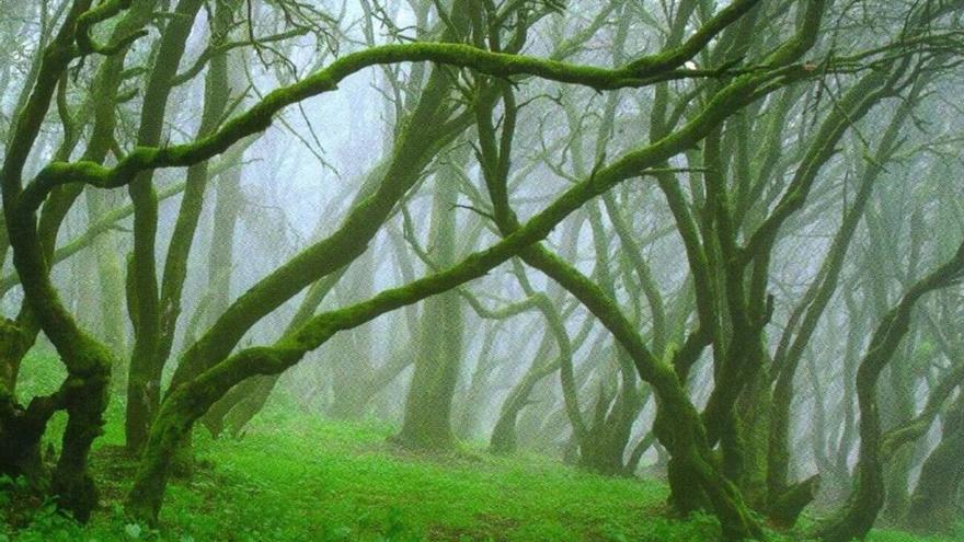 Parque Nacional de Garajonay