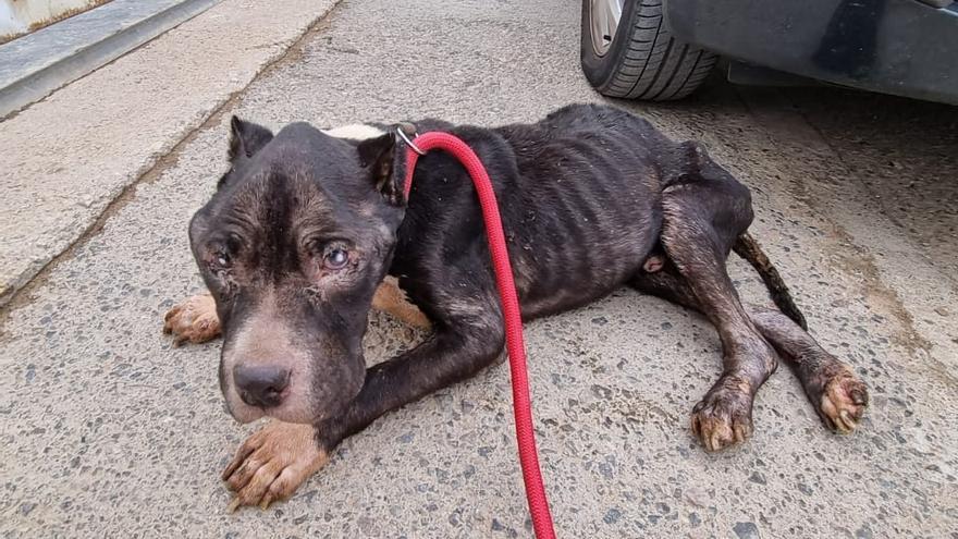 Estado en el que fue encontrado el perro en la puerta de un supermercado.