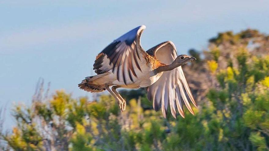 Imágen captada esta semana del ejemplar de avutarda en Formentera.