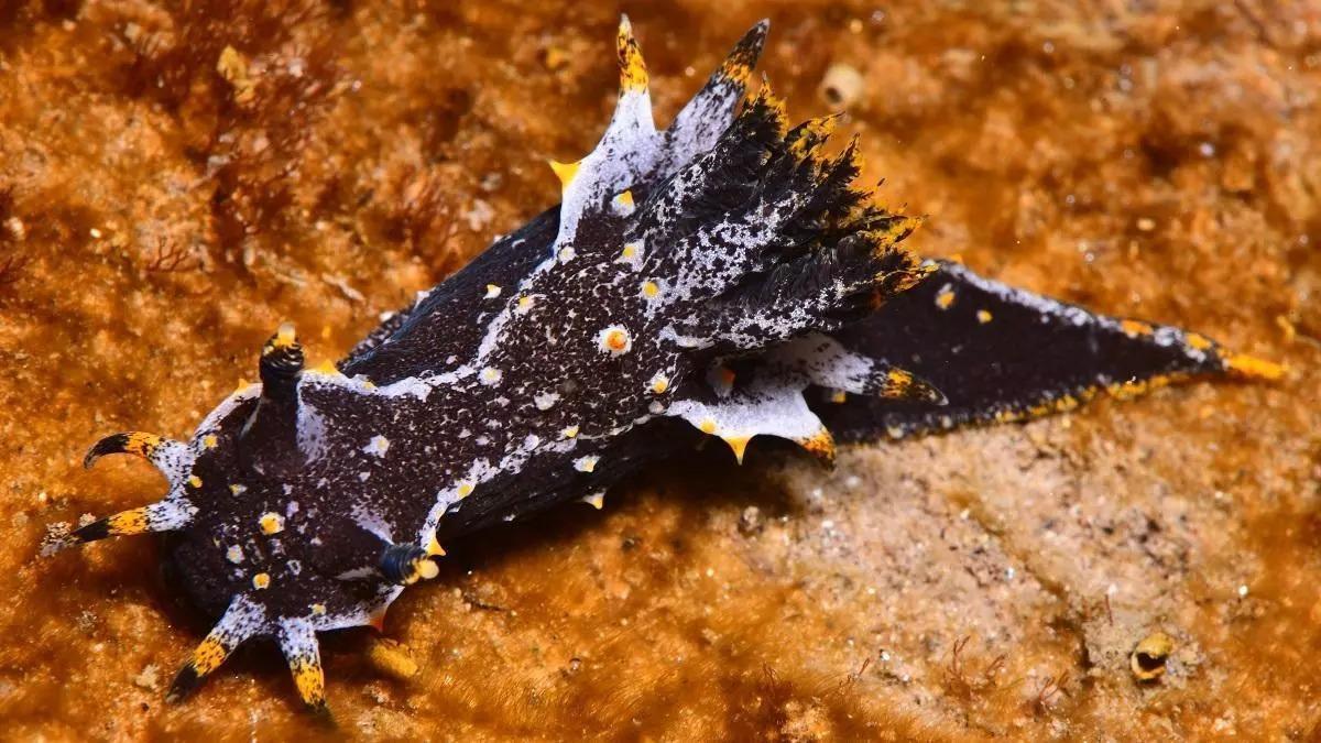 El nudibranquio del Pacífic 'Polycera hedgpethi', una especie rara en Catalunya