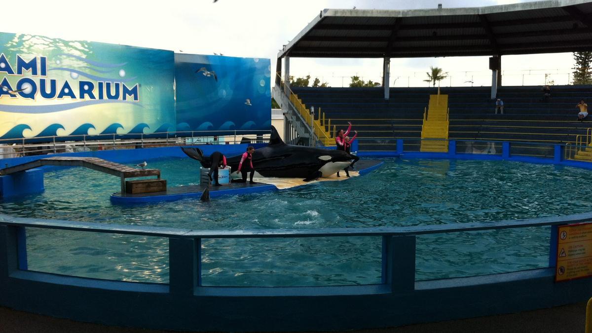 La orca Lolita volverá a las aguas que la vieron nacer hace más de cinco décadas