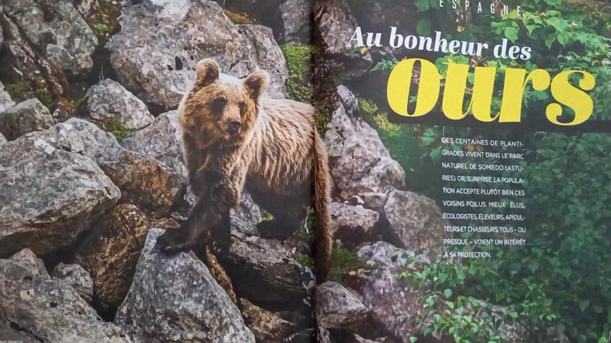 Los osos de Somiedo, protagonistas de un reportaje en una revista de divulgación científica y cultural en Francia