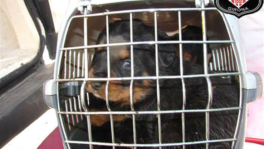 Alguns cadells rescatats i posteriorment robats eren dins de gàbies.