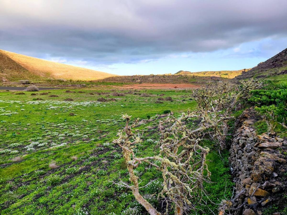 Los campos del norte de Lanzarote se tiñen de verde por las lluvias del invierno