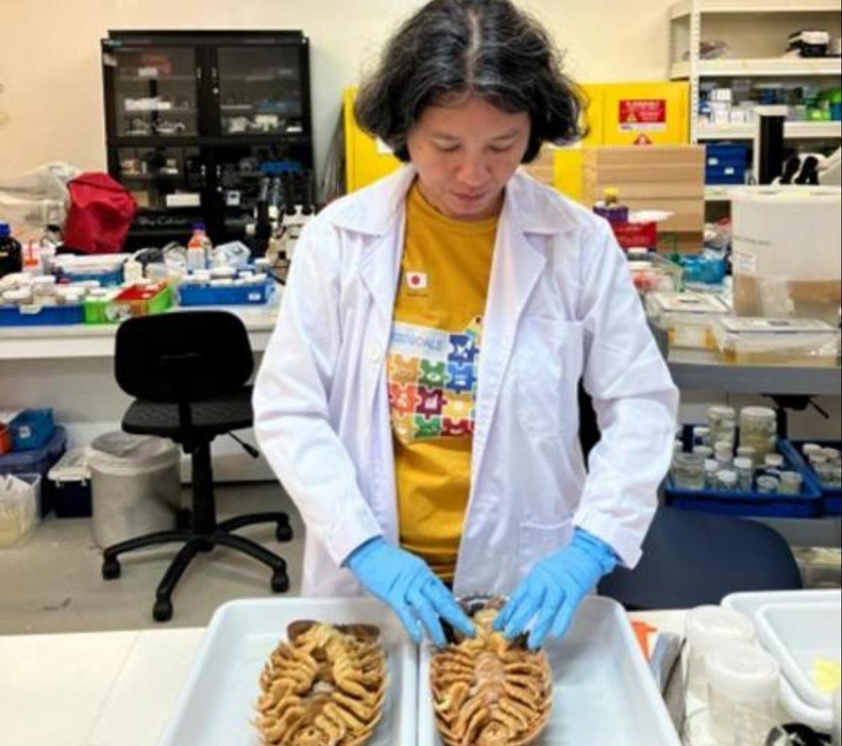 Una investigadora examina individuos de Bathynomus vaderi.